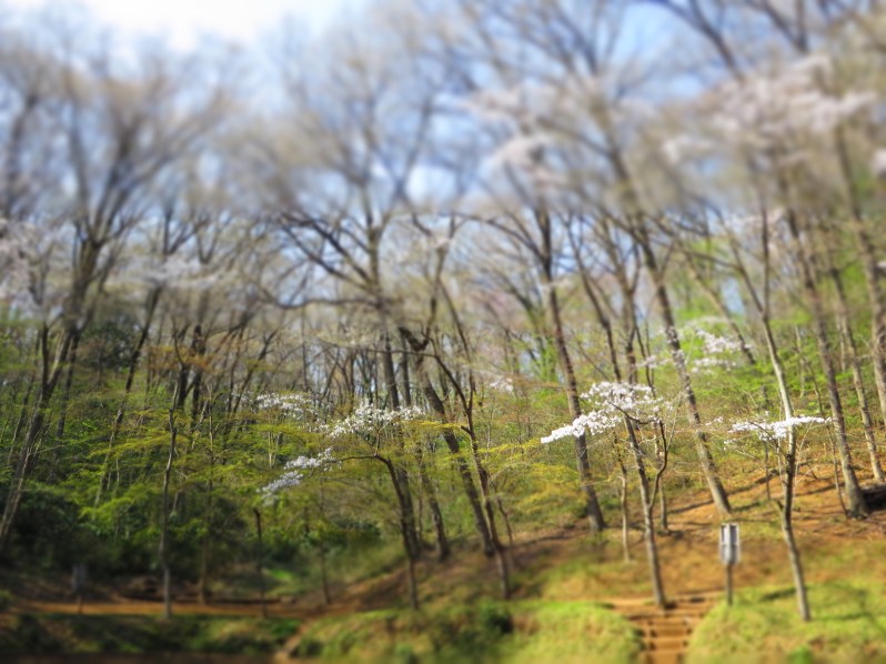 This pretty picture will stay on my homepage for a while and not get hidden right away in my archives.